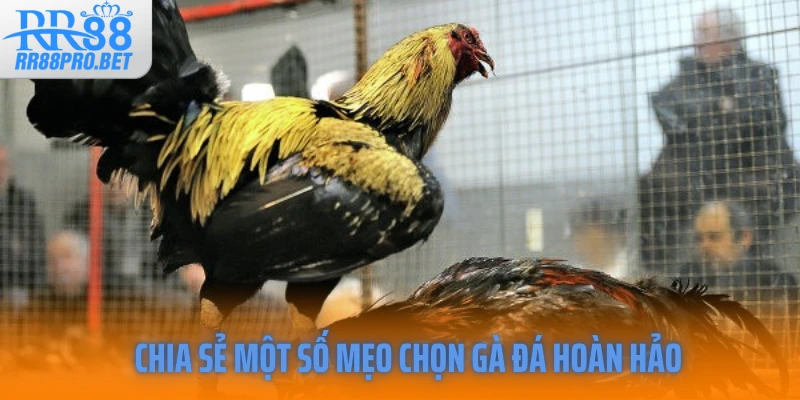 Chia sẻ một số mẹo chọn gà đá hoàn hảo