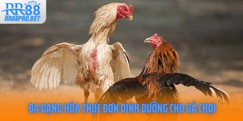 Đa dạng hóa thực đơn dinh dưỡng cho gà chọi