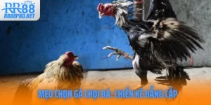 Meo Chon Ga Choi Da Chien Ke Dang Cap