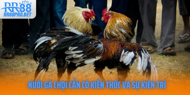 Nuôi gà chọi cần có kiến thức và sự kiên trì
